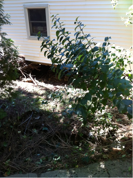 Hurricane Irene